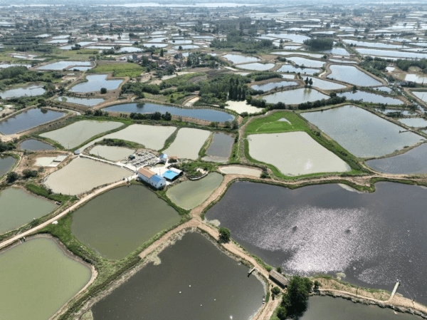 阳光财险：深耕荆楚沃土 守护“鱼米之乡”